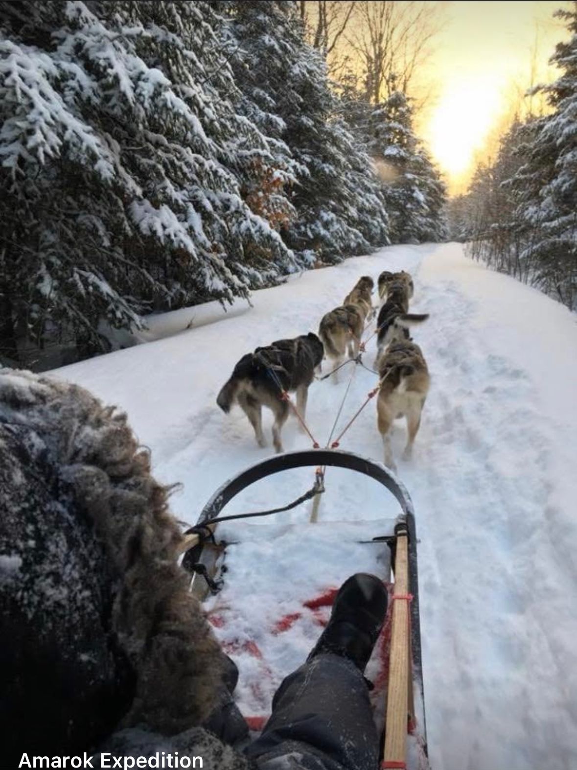 Tours de chiens de tra\u00eeneau avec Amarok Exp\u00e9dition 