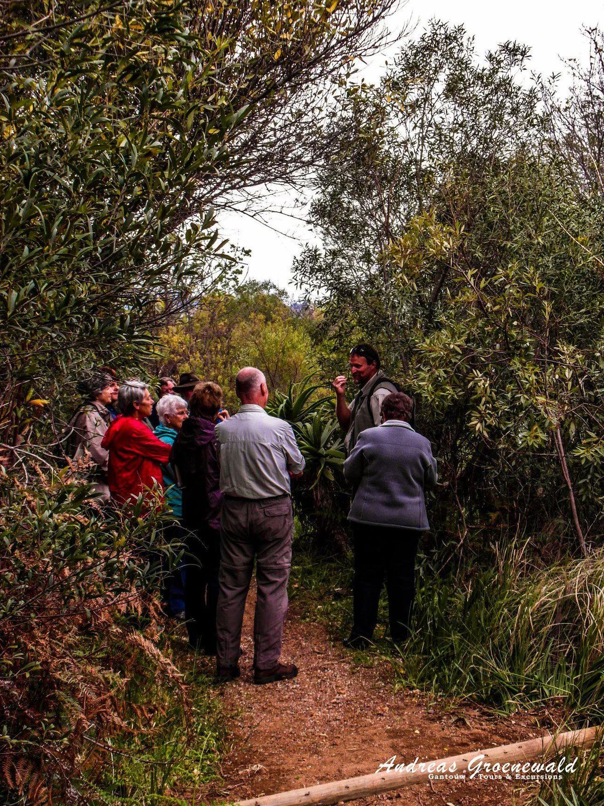 Tree Walk