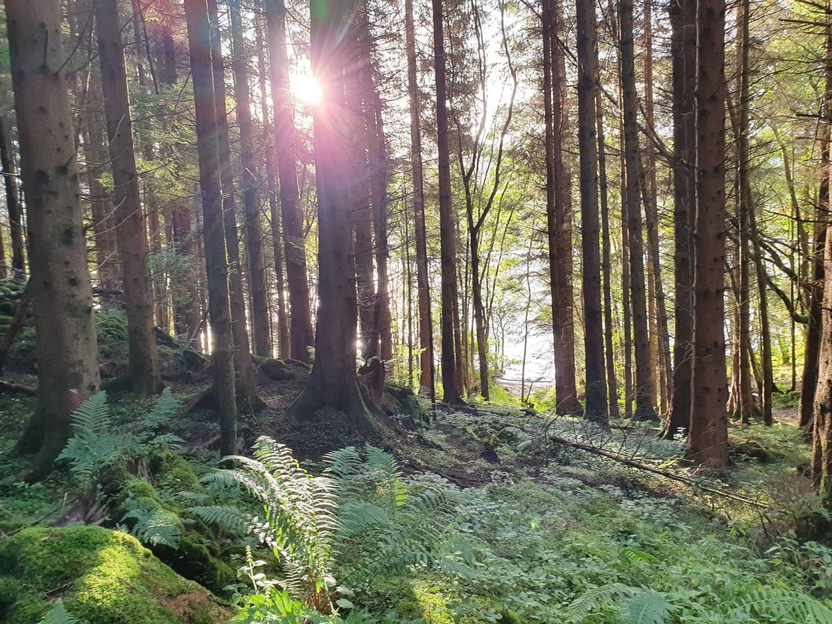 Forest Bathing - Vogrie Country Park