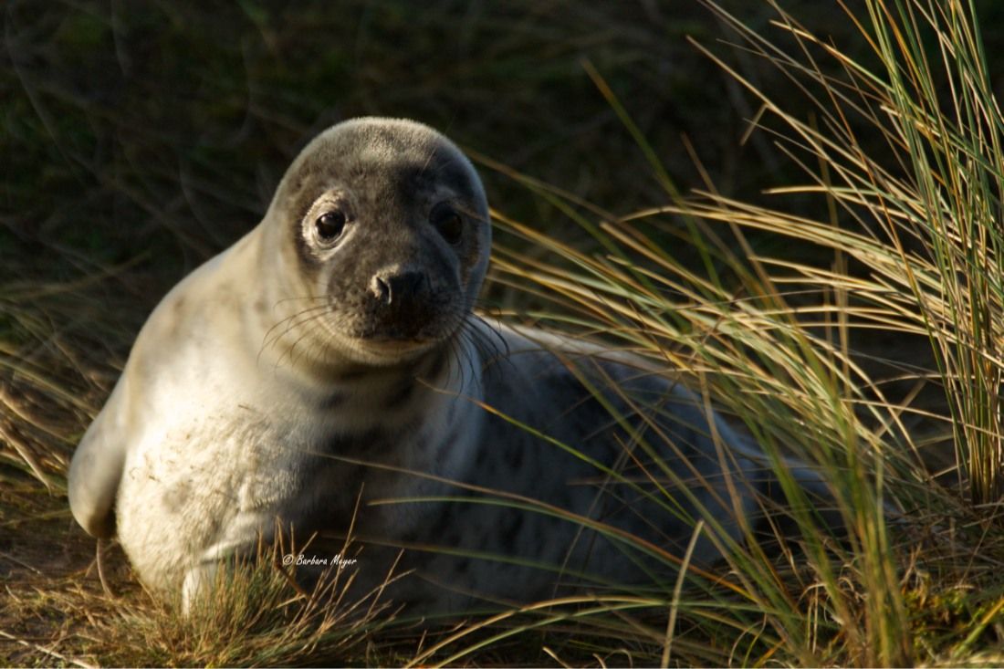 Seal Photography in Norfolk