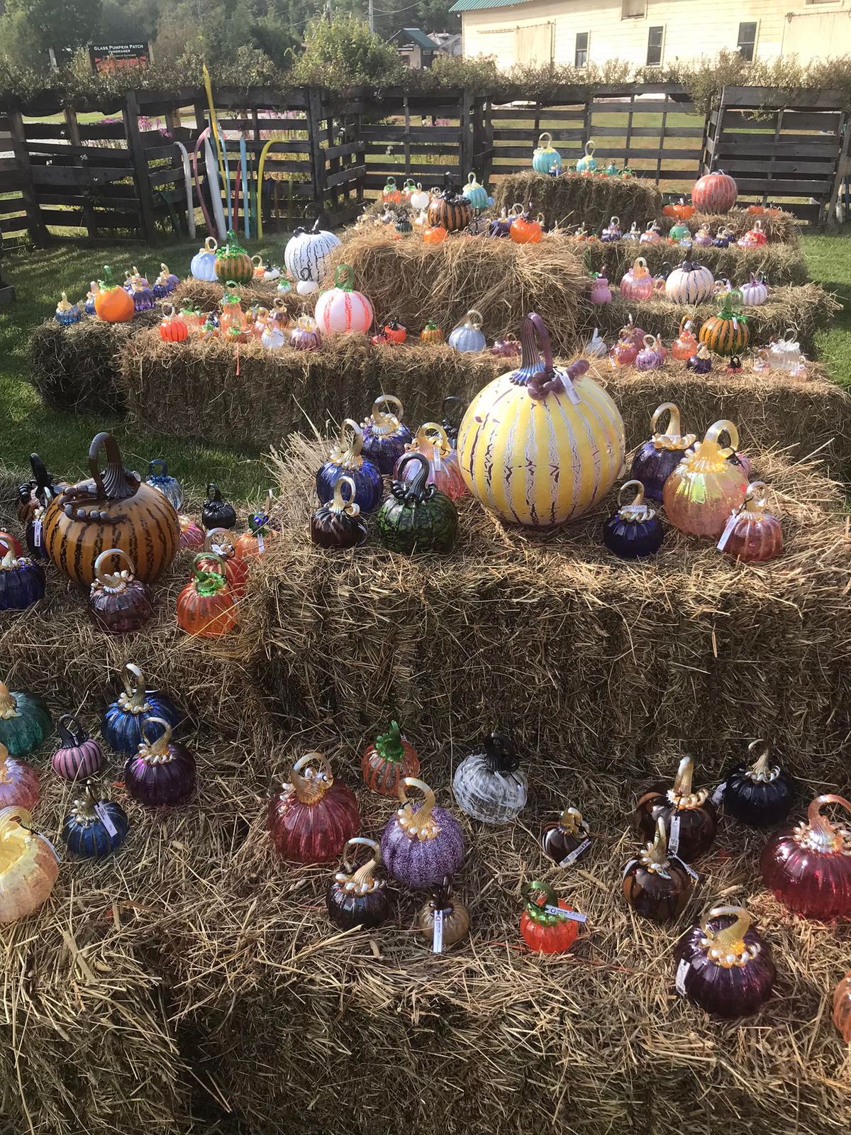 Scottsdale Glass Pumpkin Patch Fundraiser