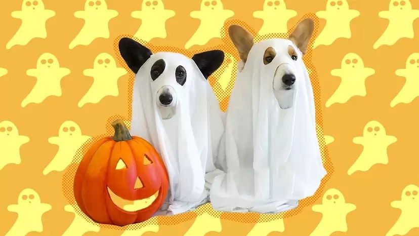 Howl-o-ween Paw-ty!!