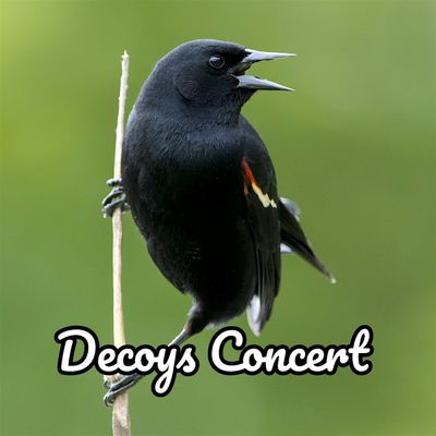 Decoys Concert