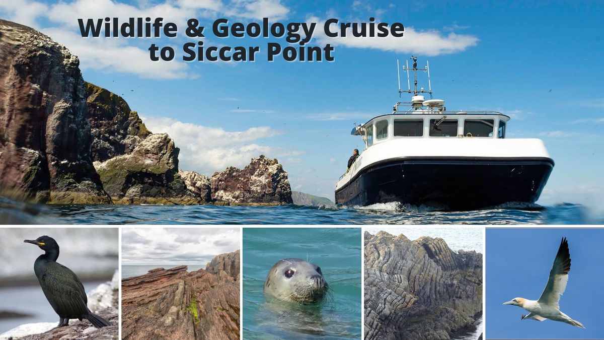 Wildlife & Geology Cruise to Siccar Point