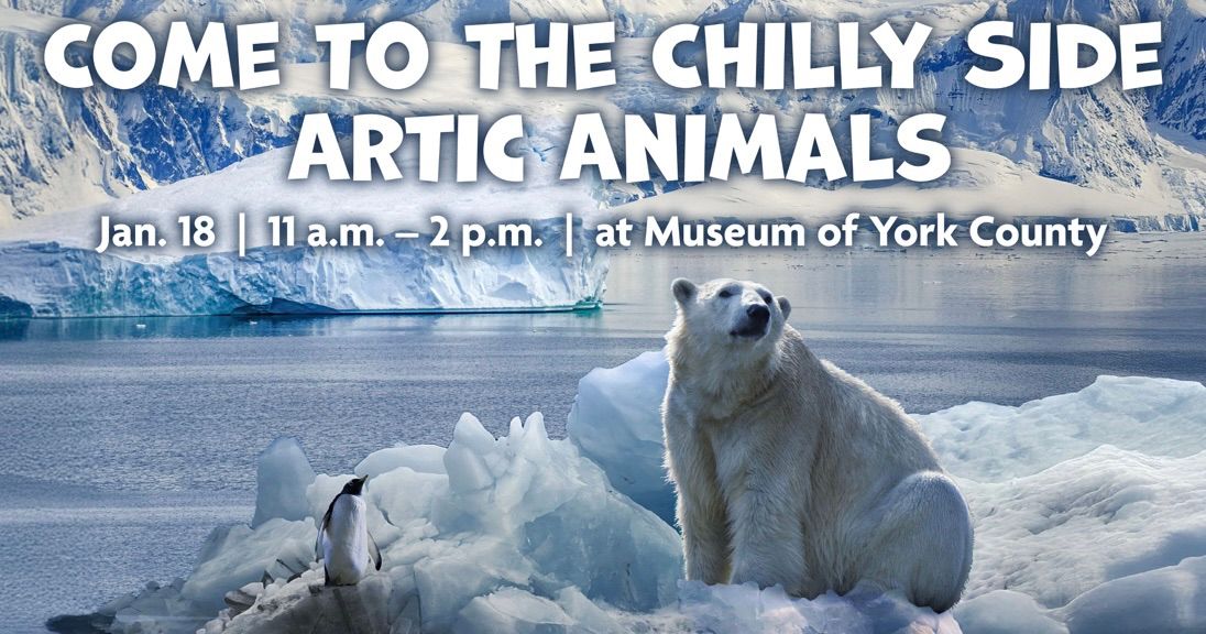 Come to the Chilly Side \u2013 Arctic Animals