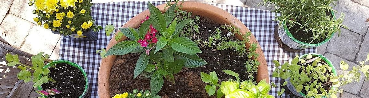 1-12-2026  Flowers & Herbs in Containers