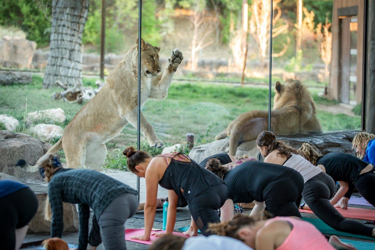 Wacky Wobbles: Yoga & Picnic at SF Zoo
