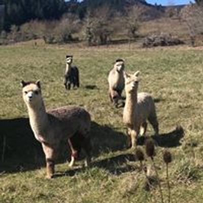 Country Cottage Alpacas