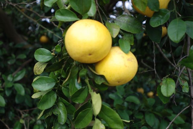 Indian River Citrus League Fun Shoot