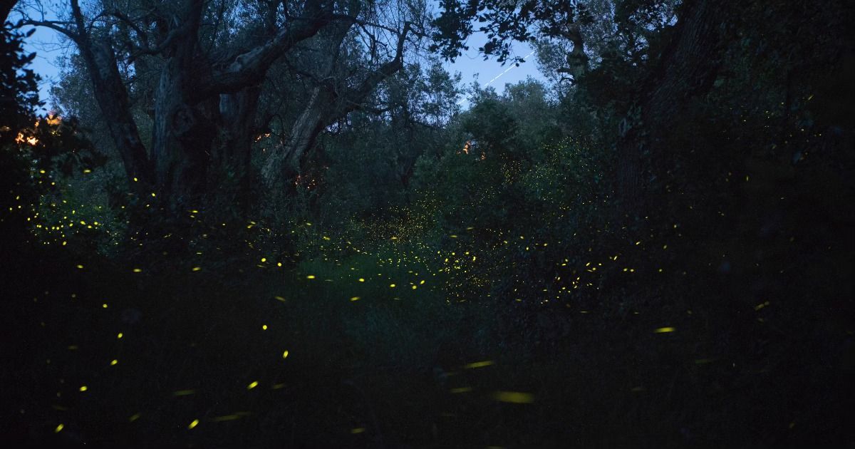 Luminous Landscapes: Fireflies in the Heart of Texas