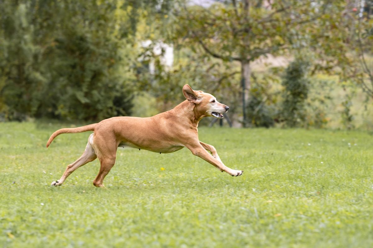 FIT in Gangbildanalyse bei Hunden