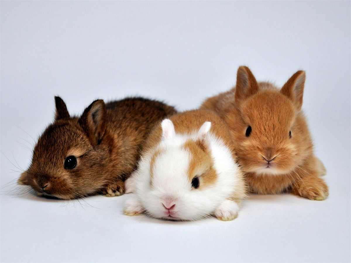 Bunny Yoga in Toronto