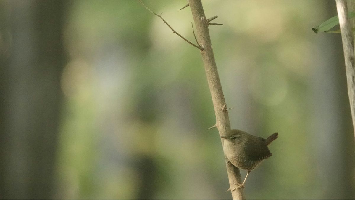 Birding Calvert Vaux Park w\/Jen Kepler