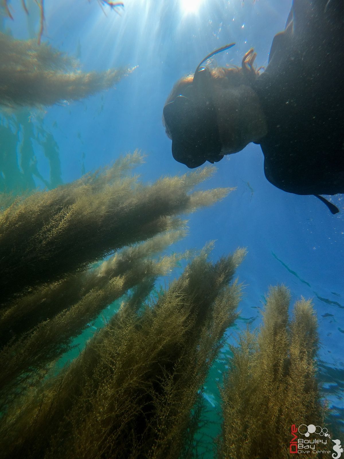 snorkel lesson\/ tour 