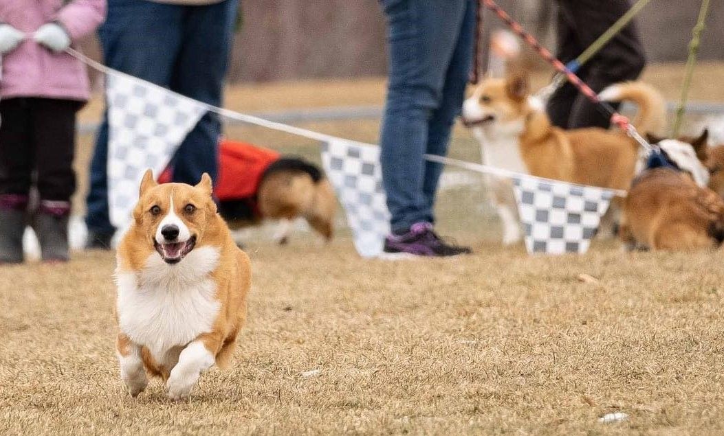 2025 Western MT Corgi Derby!