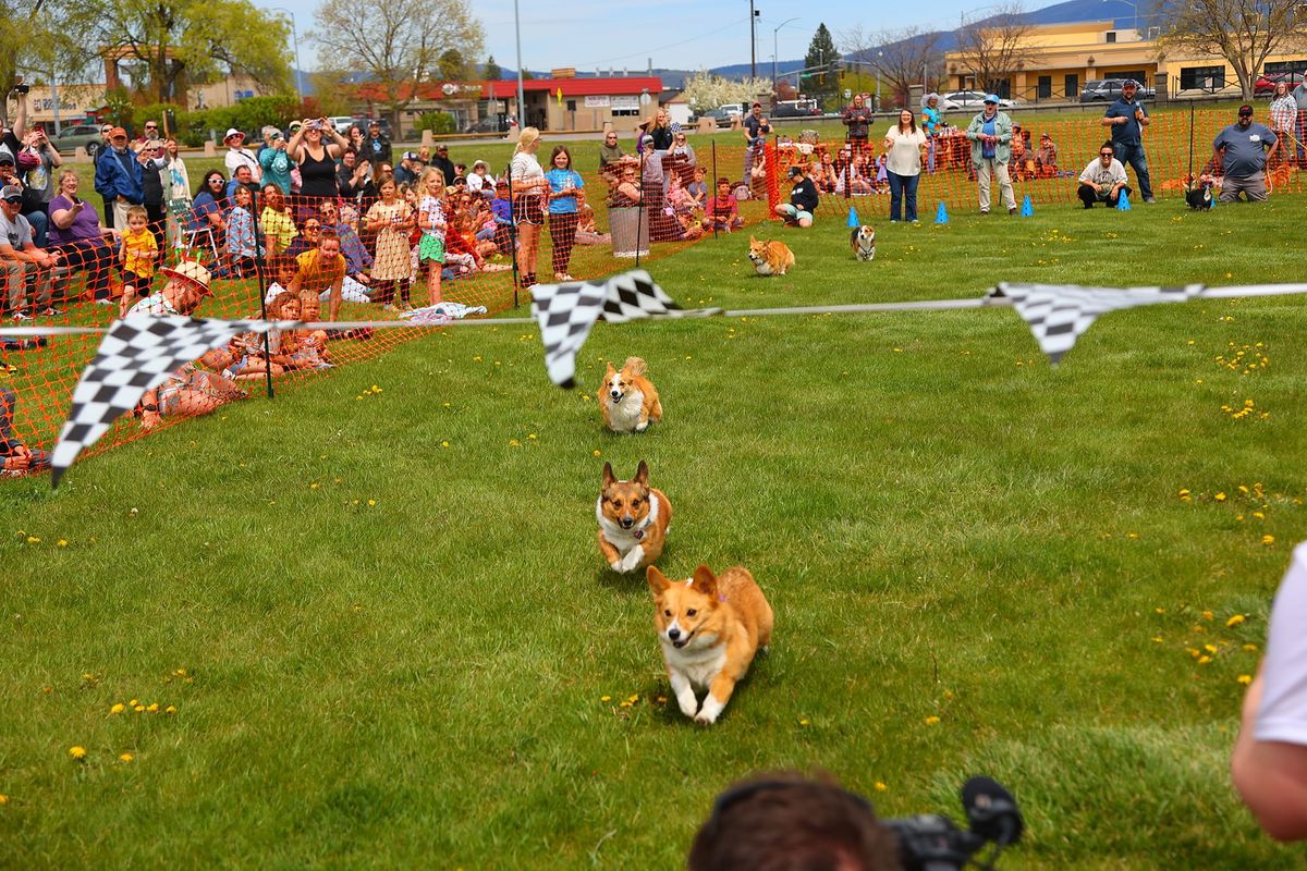 2025 Corgtucky Derby!