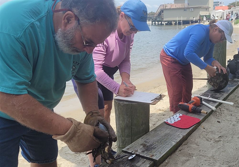 Horseshoe Crab Tagging