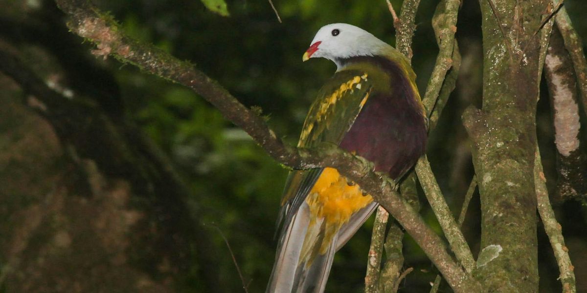 Autumn Bird Survey - Mary Cairncross Scenic Reserve