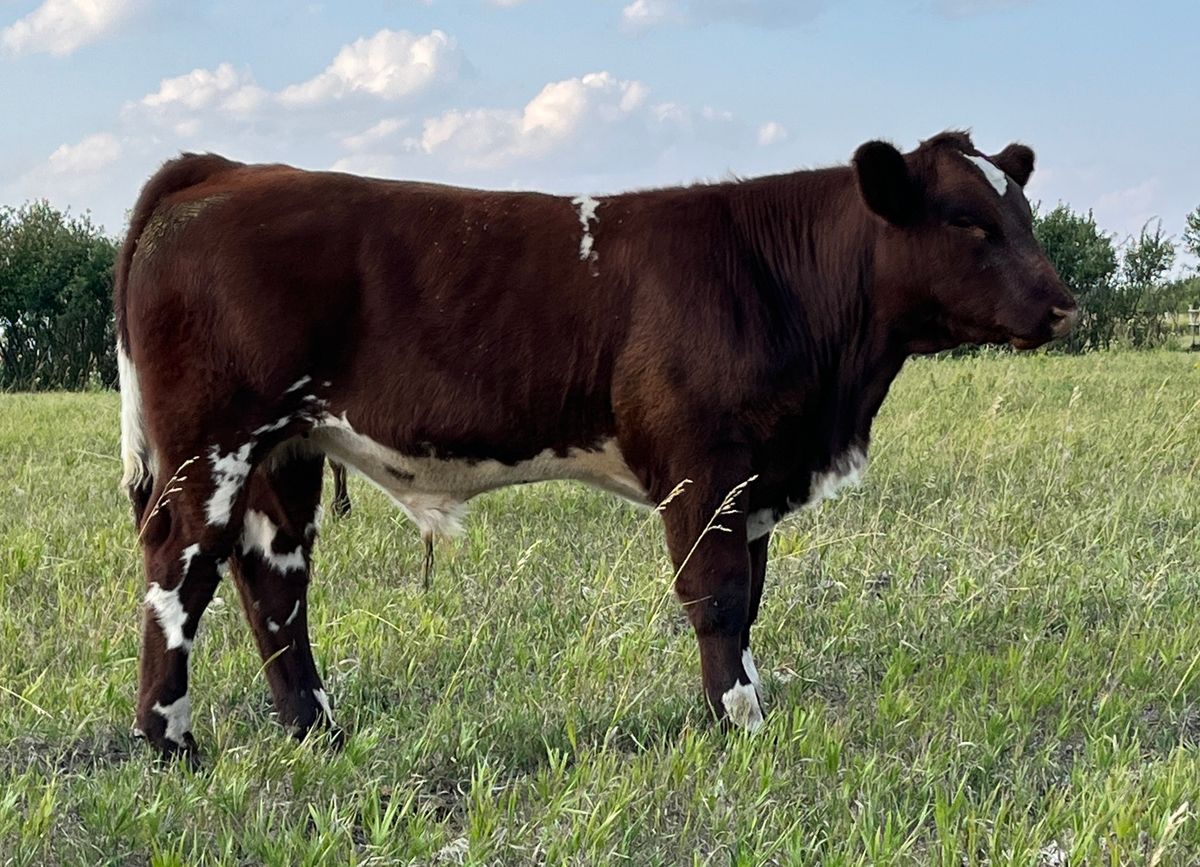 Canadian Western Agribition Shorthorn Sale 