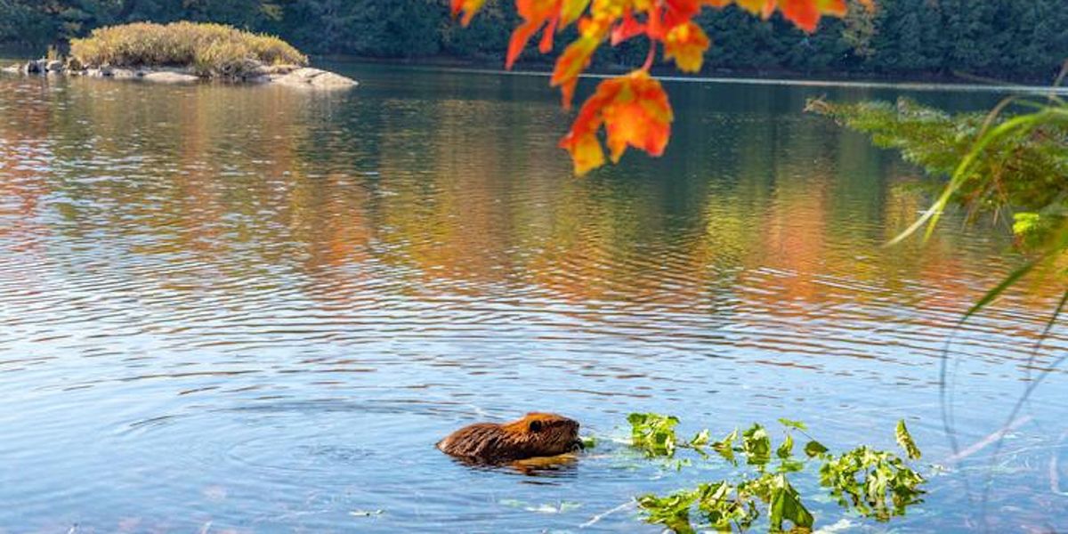 Shamanic Sound Healing Journey & Mantra (Full Beaver Moon)