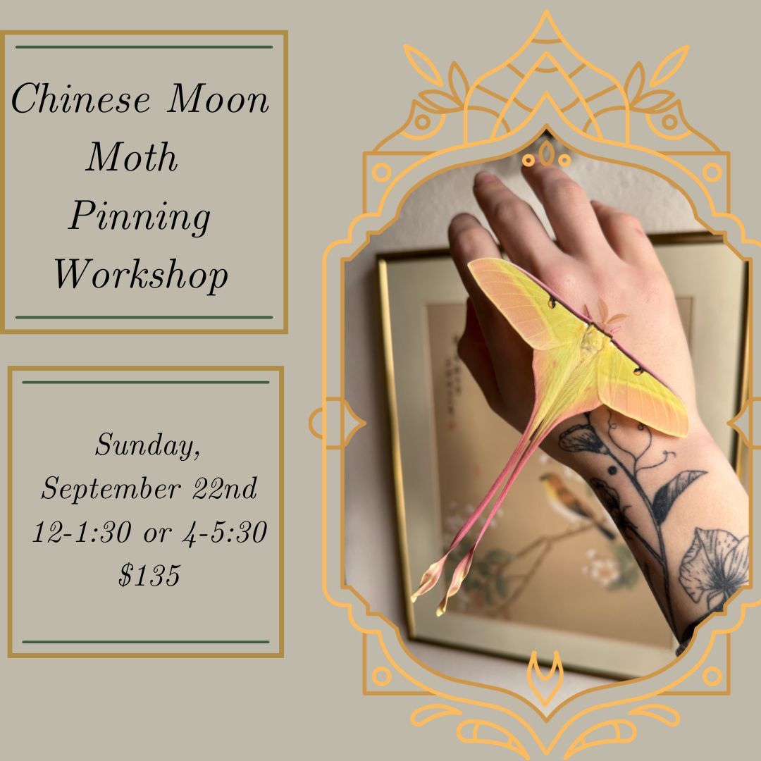 Chinese Moon Moth Pinning Workshop