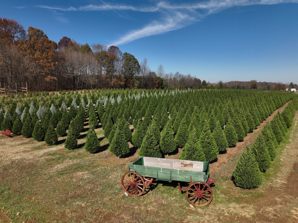 Christmas Tree Farm