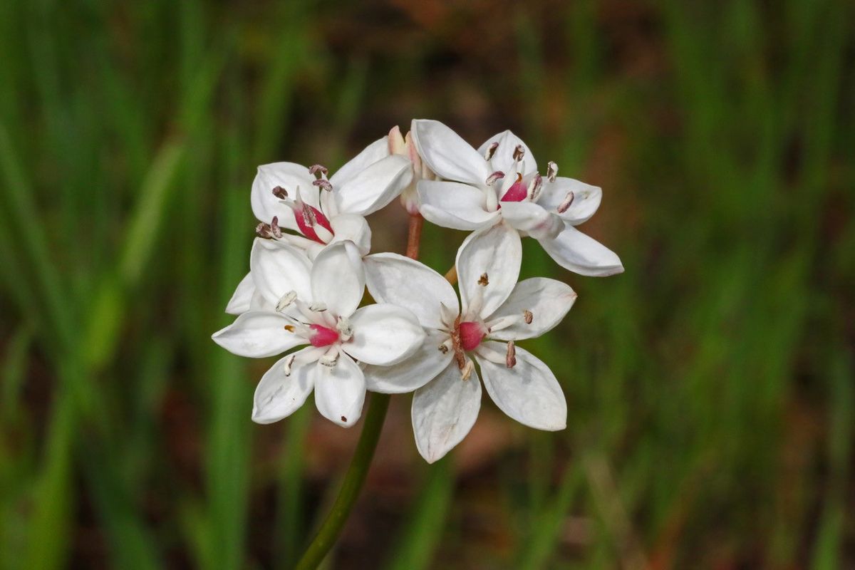 Wildflowers and Orchids in Yarran Dheran with Tony Slater