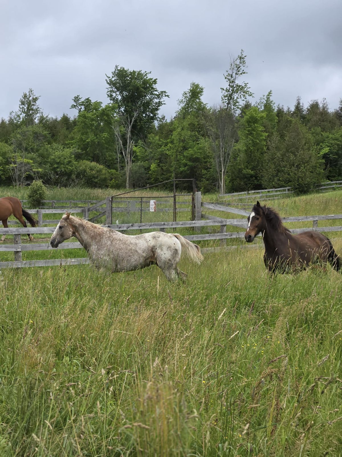 Relaxation at the farm