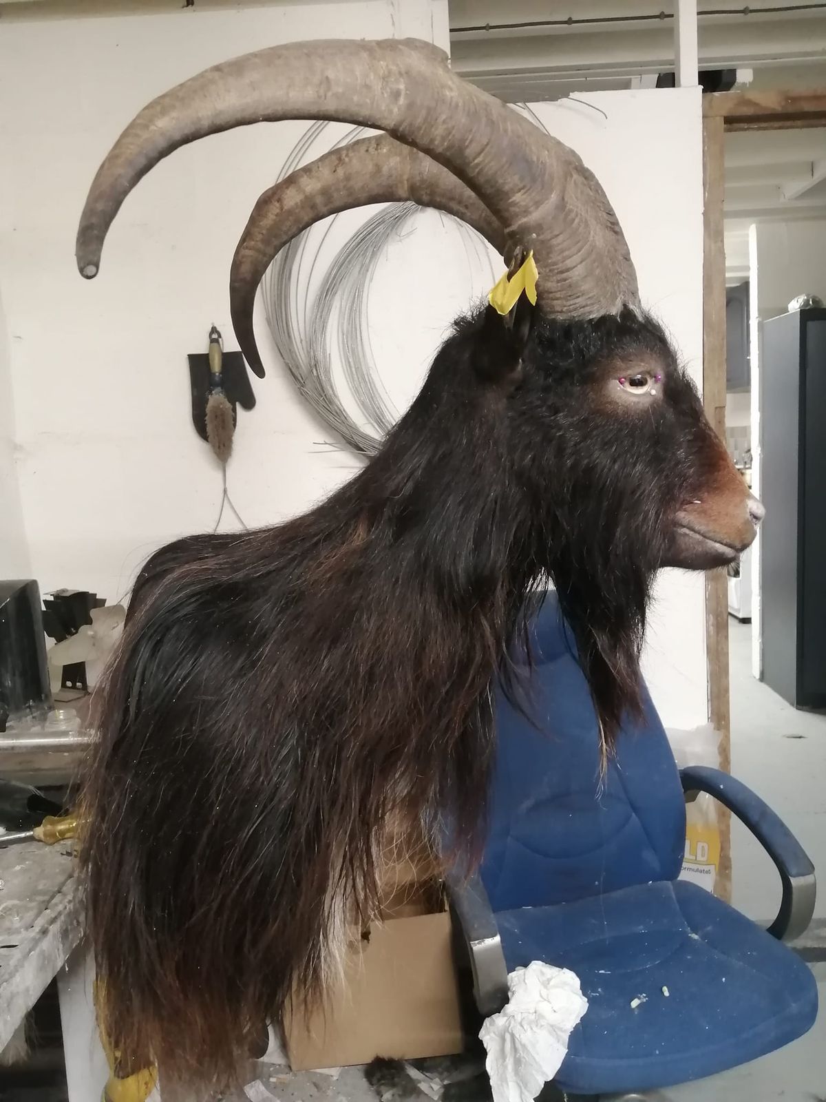 Introduction to Taxidermy workshop