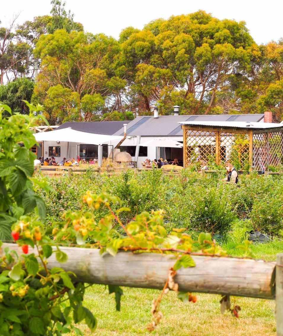 A Tailored Berry Patch Arvo