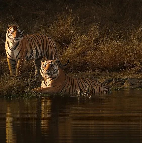 Safari Trail in Madhya Pradesh 