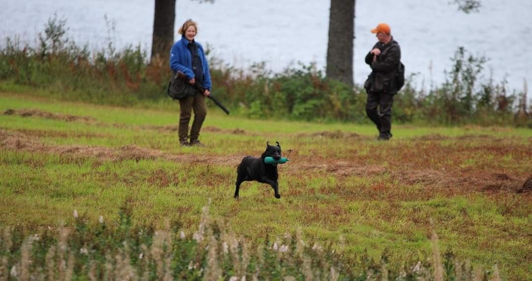 Labradormesterskapet 2025