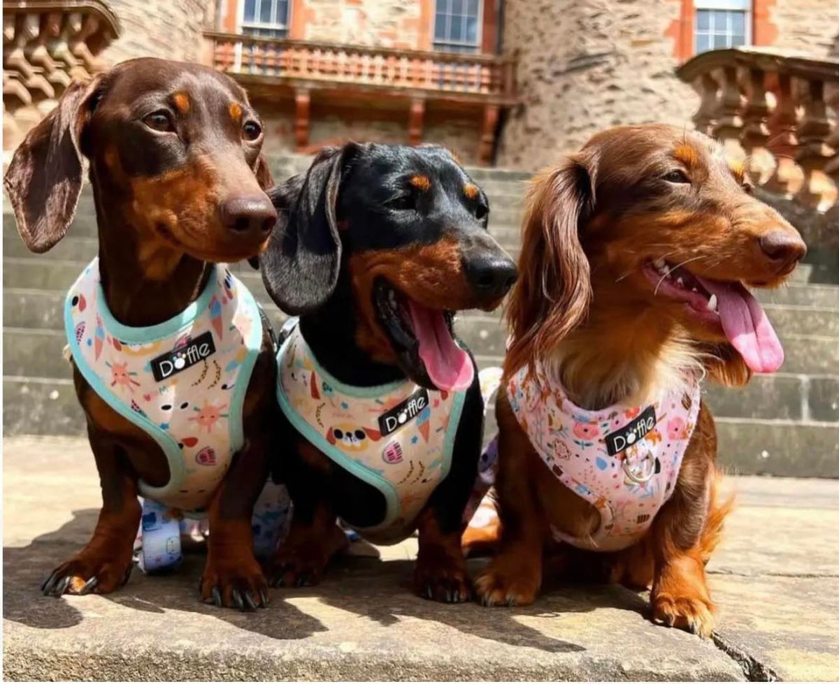 Scottish Dachshund Fun Day 