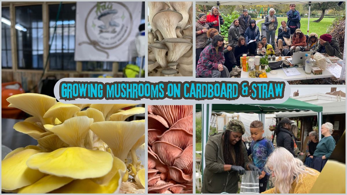 Growing Mushrooms on Cardboard and Straw in 2 easy steps