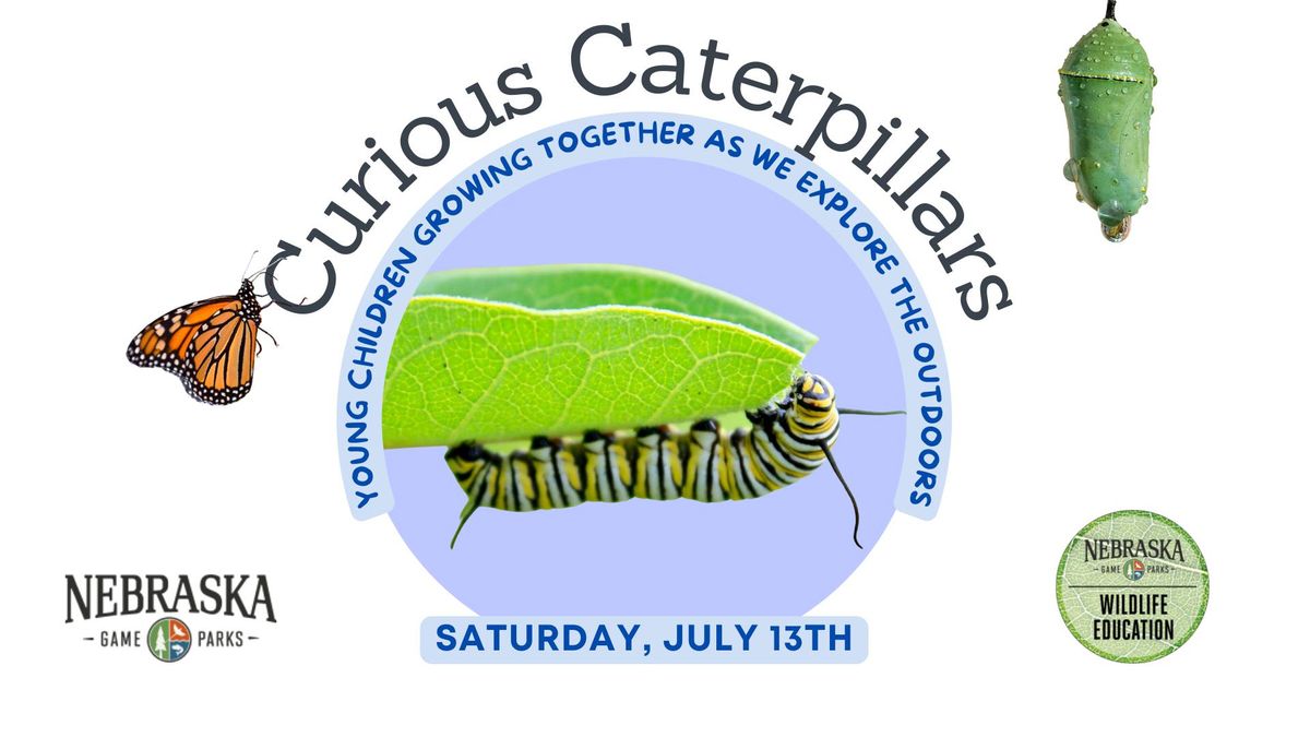 Curious Caterpillars
