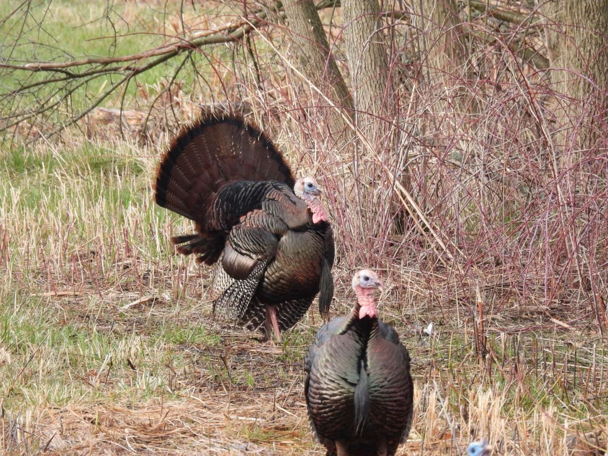 Wehr Birders- back to 8 am in March!