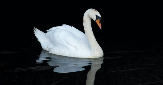Swan Song; Guided Meditation with Sam