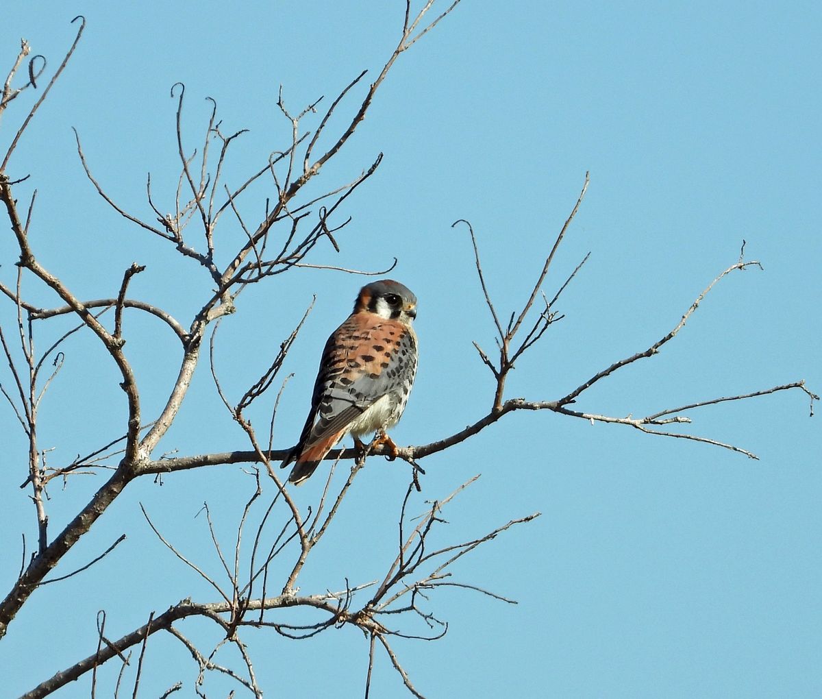 Birding Trip to Fontainebleau State Park