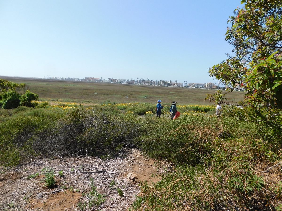 Community Restoration: Planting at Tijuana Slough