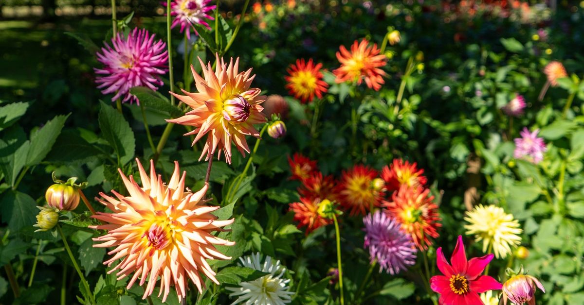 Charity Dahlia Tuber Sale