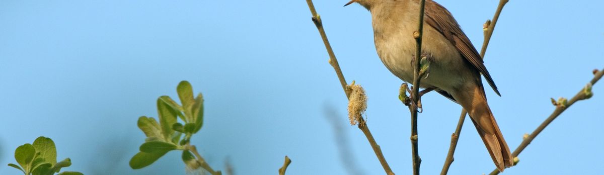 Wilder Kent Safari: Nightingales at Faggs Wood