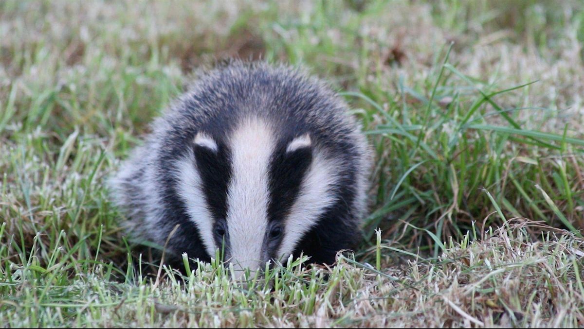 Wildlife Walks for Wellbeing